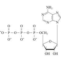 Adenozin trifosfat (1609×1291 px)