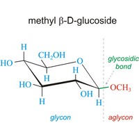 Glycosidic bond (733×555 px)