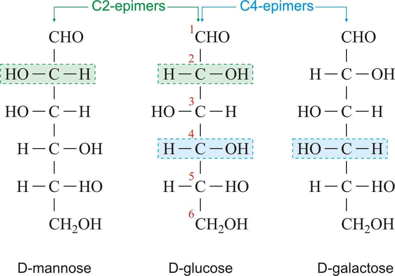 galactose chair structure Chemistry Epimer Dictionary & @ Glossary galactose chair structure Chemistry Epimer Dictionary & @ Glossary