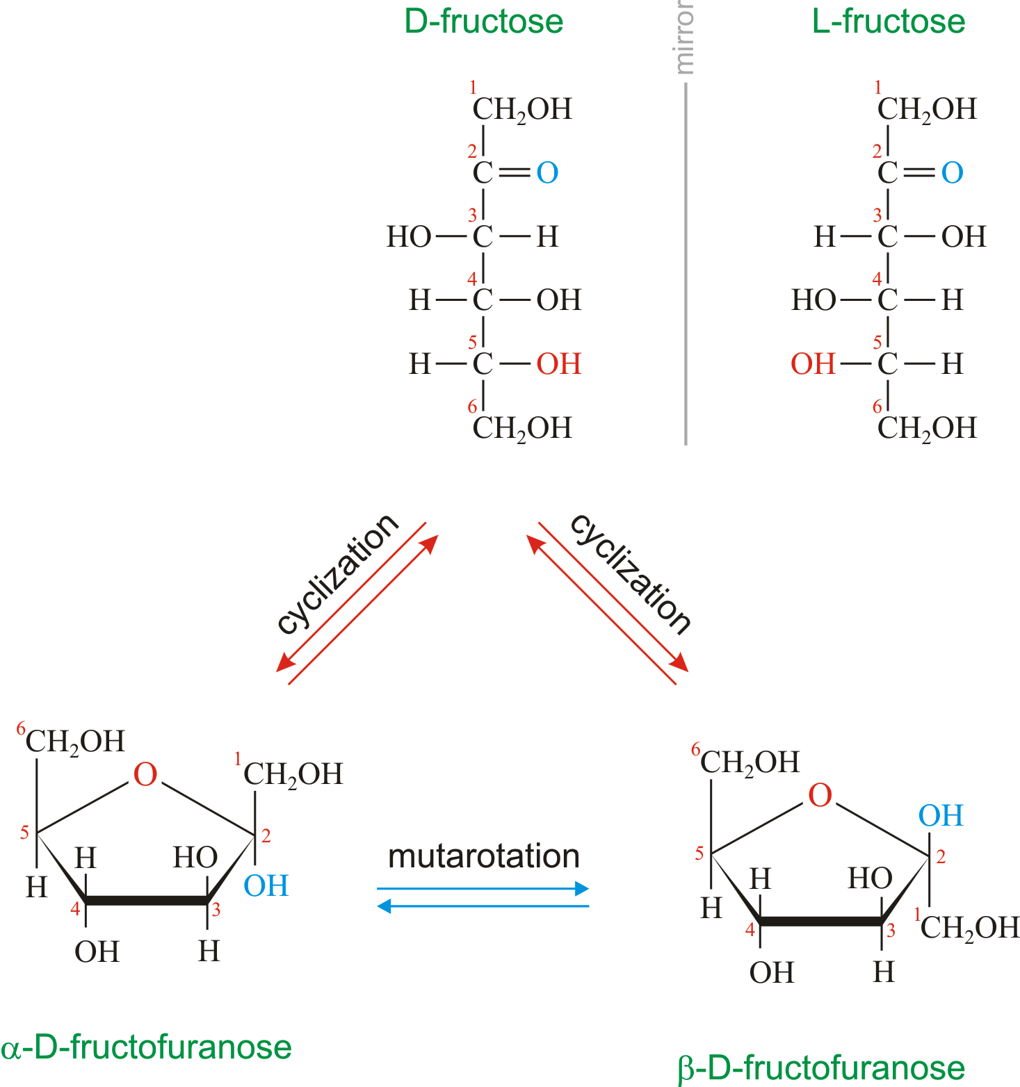 Fructose @ Chemistry Dictionary & Glossary