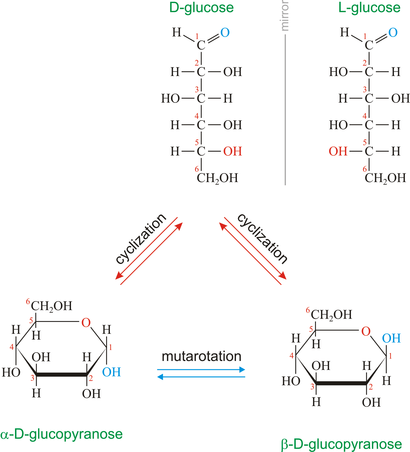 3d Model of Alpha Glucose - American Chemical Society