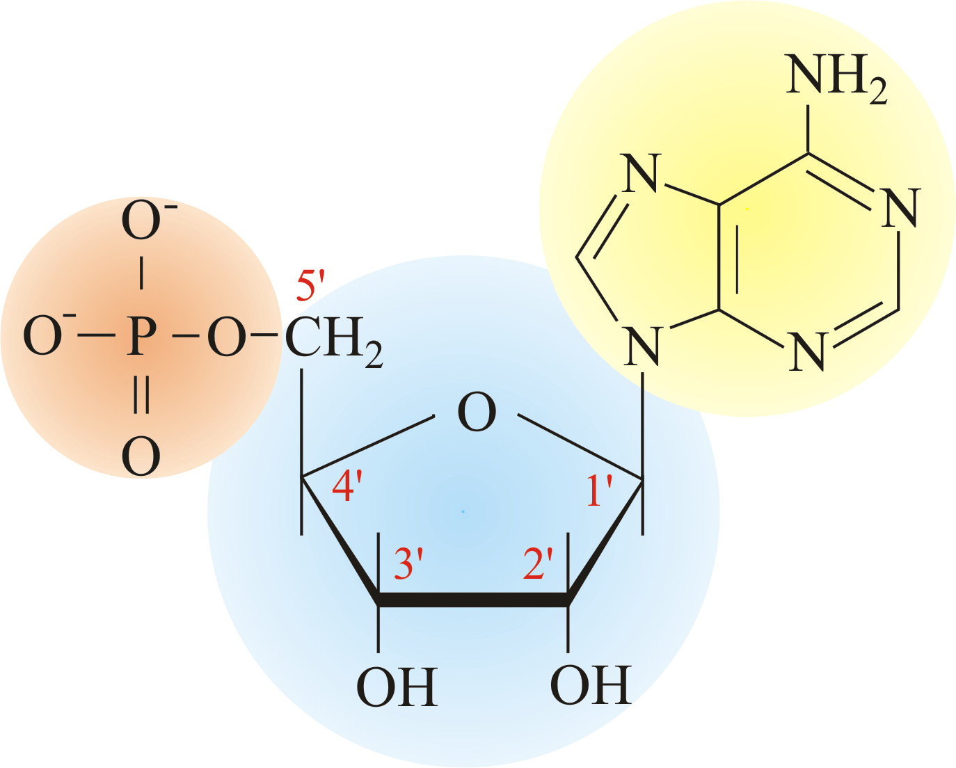 Download Nucleotide png Image From Glossary periodni