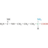 Arginine (1034×235 px)