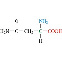 Asparagine (618×236 px)