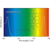 Chlorophyll A (1482×999 px)