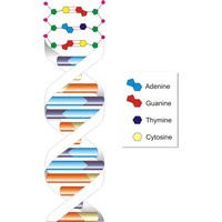 Deoxyribonucleic acid (1163×1903 px)