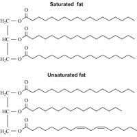 Fats (1532×1480 px)