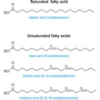 Fatty acids (1387×1492 px)