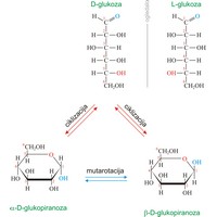 Glukoza (grožđani šećer, krvni šećer) (1421×1566 px)