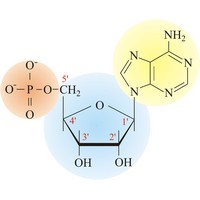 Nucleotides (1374×1104 px)