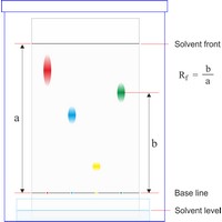 Paper chromatography (1168×1135 px)
