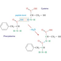 Peptide bond (1369×1020 px)