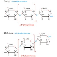 Polisaharidi (1359×1588 px)