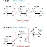 Polysaccharides (1359×1577 px)