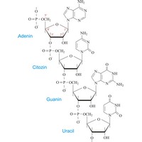 Ribonukleinska kiselina (RNA ili RNK) (1127×1508 px)