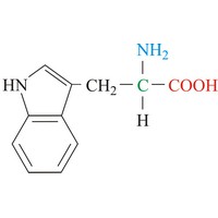 Tryptophan (619×369 px)