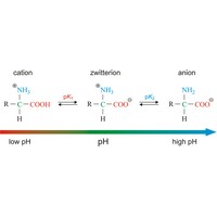 Zwitterion (1510×535 px)